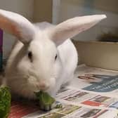 ​Macy the rabbit will require a large area to live in, either indoors or outdoors.