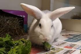 ​Macy the rabbit will require a large area to live in, either indoors or outdoors.