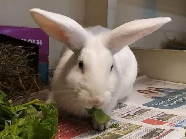 ​Macy the rabbit will require a large area to live in, either indoors or outdoors.