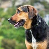 Expert advice shared to help keep pets calm during upcoming thunderstorms
