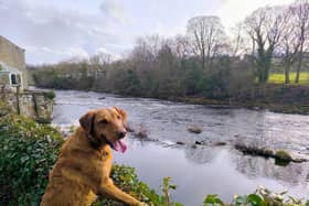 Springtime can pose a number of hazards for our dogs - Animal News Agency