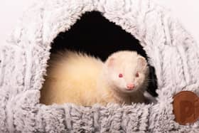 ​Oscar is just one of more than 78 ferrets currently seeking a new home.