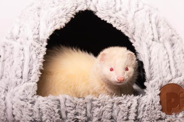 ​Oscar is just one of more than 78 ferrets currently seeking a new home.