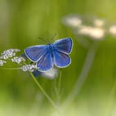 'Pit stops' can help pollinating insects move more easily between habitats.