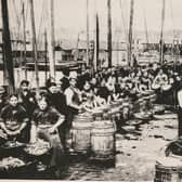 Fisher lassies gutting, salting and packing herring at a busy Arbroath Harbour on an unknown date.