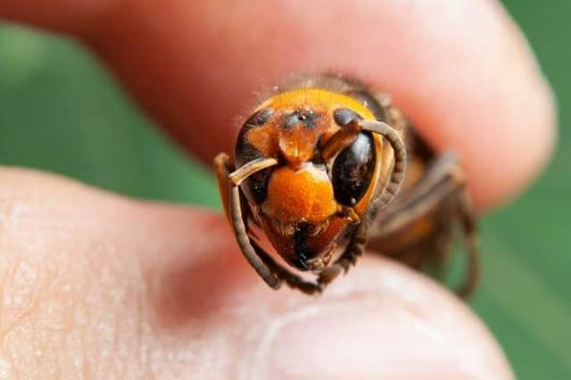 Asian hornet
