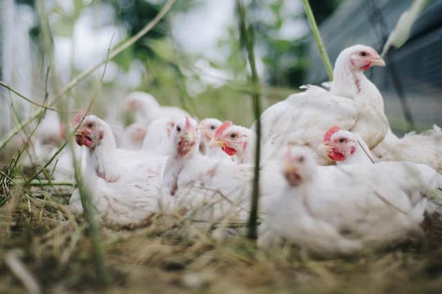 New legal measures on the housing of birds were introduced this week.