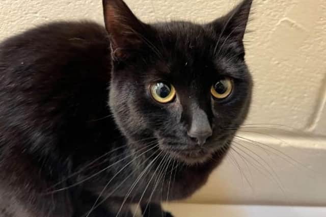 Maisie spends most of her time hiding in her bed, and will need an understanding owner who can help her settle in to her new home.