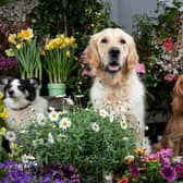Dogs Paddy, Nellie and Romeo at Dobbies