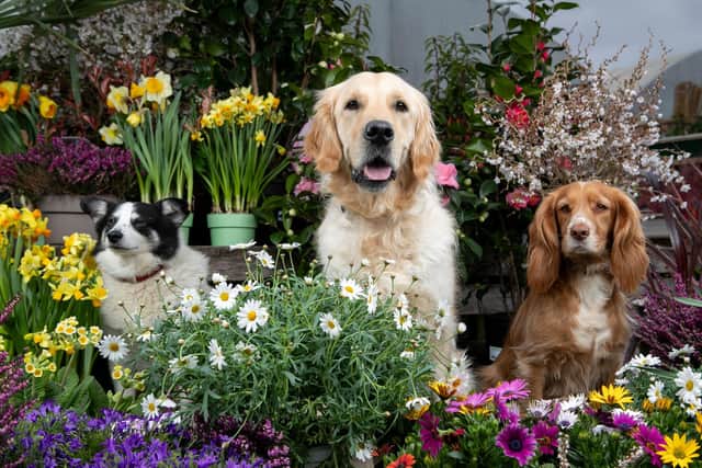 Dogs Paddy, Nellie and Romeo at Dobbies