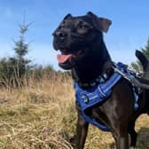 ​Oscar the Patterdale Terrier is looking for a home where he can run around and let off steam.