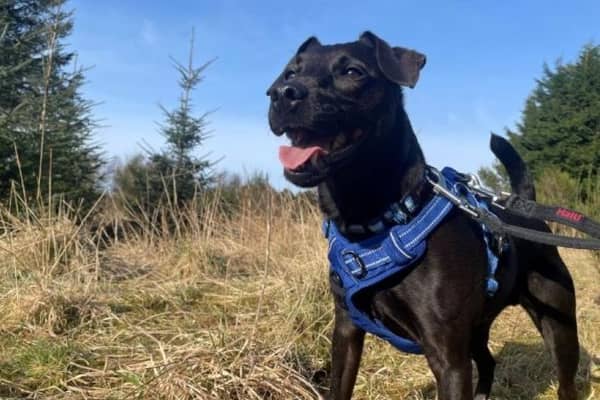 ​Oscar the Patterdale Terrier is looking for a home where he can run around and let off steam.