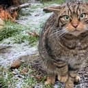 ​The wildcats, bred at the Highland Wildlife Centre, will be released in the Cairngorms Connect area of the national park.