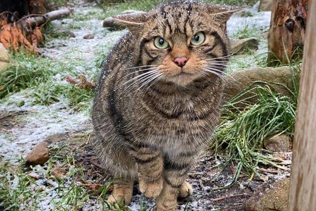 ​The wildcats, bred at the Highland Wildlife Centre, will be released in the Cairngorms Connect area of the national park.