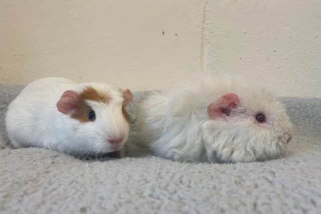 ​Ginger and Angel were born at the Angus rehoming centre and are still looking for a new owner.