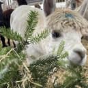 Alpacas dine on donated Christmas trees