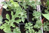 The event will incorporate a plant sale, clothes swap and repair and a community cafe.