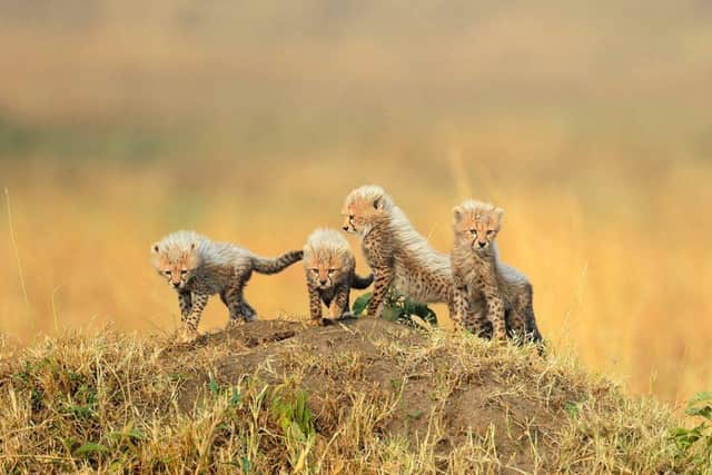 Adorable cheetah cubs captured on camera by Paul McDougall - Animal News Agency