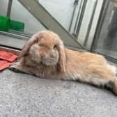 ​Harold the rabbit is only six months old but already likes to be in charge.