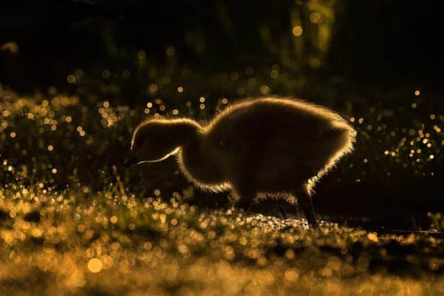Paul McDougall is giving this advice to Angus amateur photographers - Animal News Agency