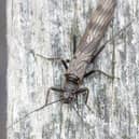 The Northern February Red Stonefly can be found basking on riverside fence posts.