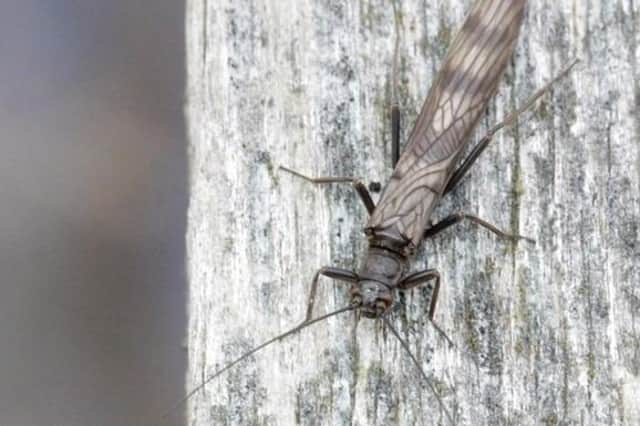 The Northern February Red Stonefly can be found basking on riverside fence posts.