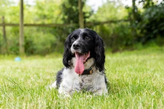 Scout loves to go for walks and to play despite looking for a retirement home.