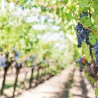 Beyond Bordeaux: Ten unexpected wine destinations to explore