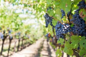 Grapes hanging from trees on a vineyard