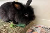 ​Russell is a shy lionhead crossbreed who is looking for an experienced owner.