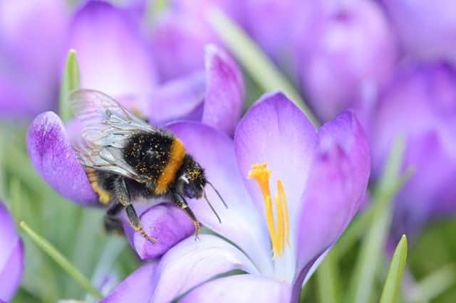 Projects have been taking place across Scotland to provide more suitable environments for pollinating insects.