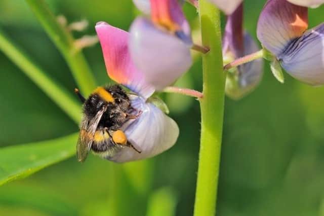 Projects are taking place across Scotland to try to reverse biodiversity loss and support pollinating insects.