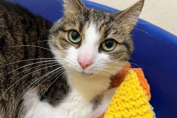 Cosmo is seeking an owner with experience of handling nervous cats.