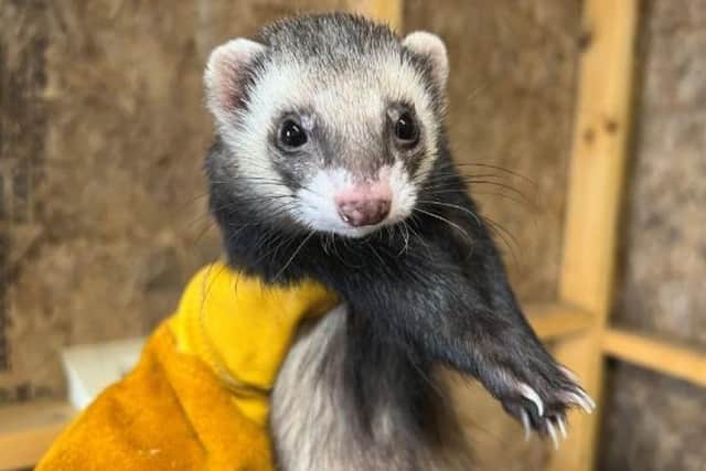 Billy the ferret is ready to be rehomed.