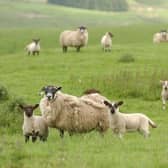 Lambing it as its peak at this time of year, and farmers, landowners and dog-walkers are being urged to take precautions.
