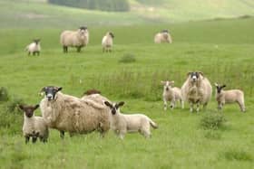 Lambing it as its peak at this time of year, and farmers, landowners and dog-walkers are being urged to take precautions.