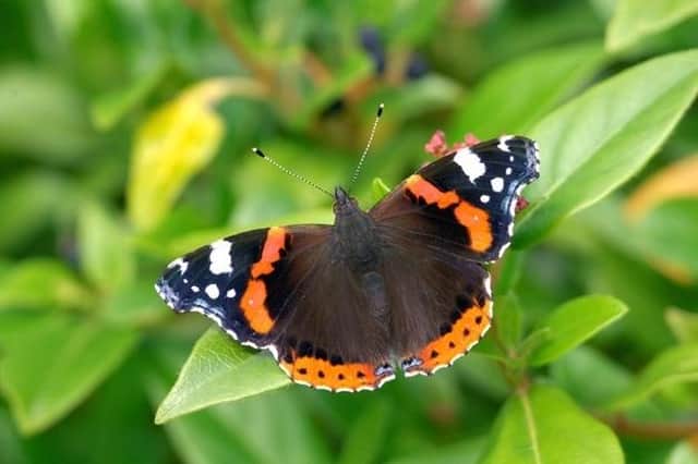 Despite the rise, climate change is still a threat to butterfly populations.