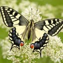 The Swallowtail is one of the threatened species of British butterfly (photo: Iain H Leach)