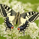 The Swallowtail is one of the threatened species of British butterfly (photo: Iain H Leach)
