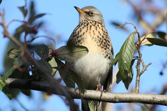 The Fieldfare is an annual winter visitor to Scotland.
