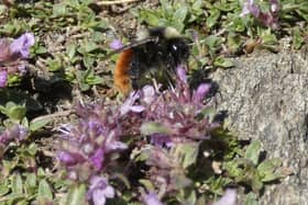 The Blaeberry bumbelee is typically found on moorland above 300 metres.  ​(Pic: Jamie Buxton-Gould)