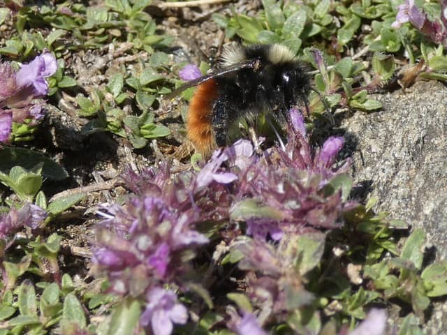 The Blaeberry bumbelee is typically found on moorland above 300 metres.  ​(Pic: Jamie Buxton-Gould)