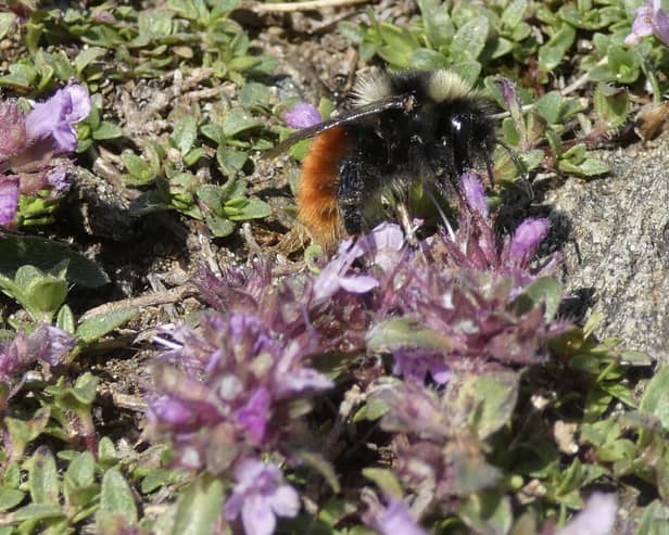 The Blaeberry bumbelee is typically found on moorland above 300 metres.  ​(Pic: Jamie Buxton-Gould)