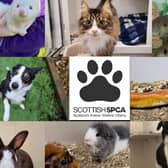 Can you offer an animal a loving home? If so get in touch with the local SSPCA branch.