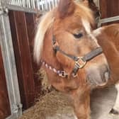 Maggie is a 14-year-old Shetland pony seeking an owner who has the patience to help her come out of her shell.