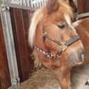 Maggie is a 14-year-old Shetland pony seeking an owner who has the patience to help her come out of her shell.