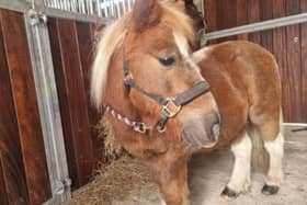 Maggie is a 14-year-old Shetland pony seeking an owner who has the patience to help her come out of her shell.