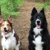 Reunited...Rescue dogs Hendrix and Skye have found their forever home together.