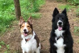 Reunited...Rescue dogs Hendrix and Skye have found their forever home together.