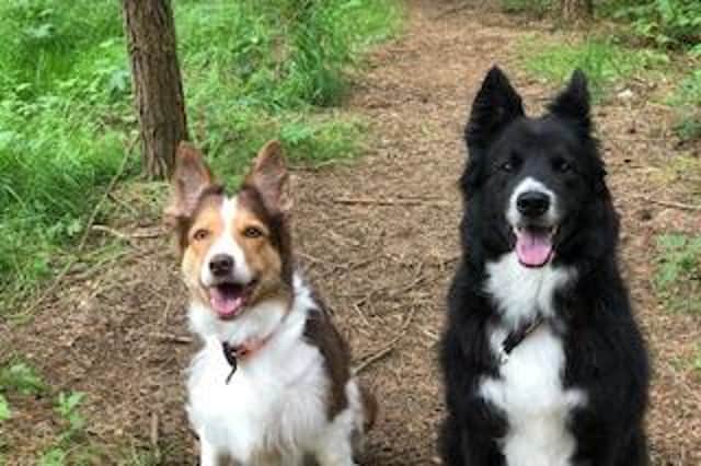 Reunited...Rescue dogs Hendrix and Skye have found their forever home together.